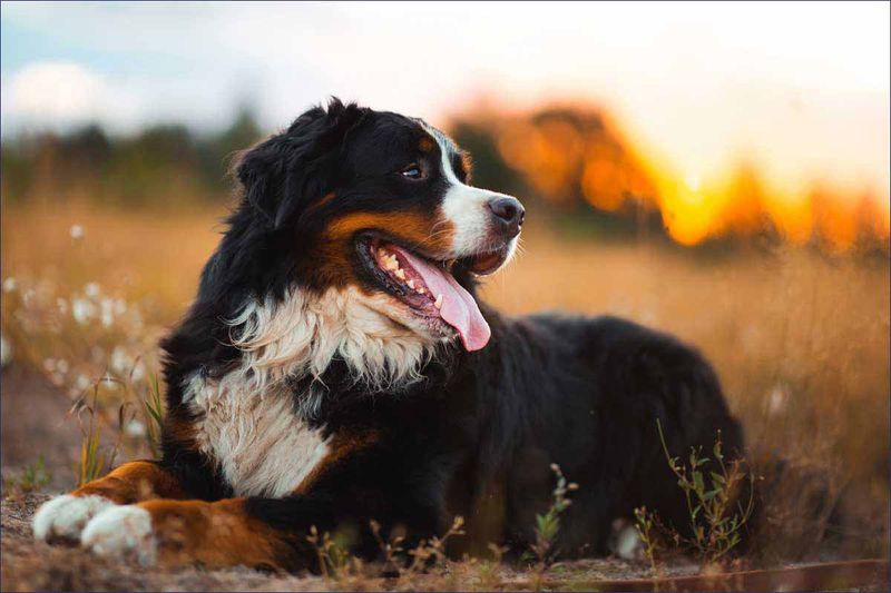 Bernese Mountain Dogs: Gentle Giants Defying Expectations