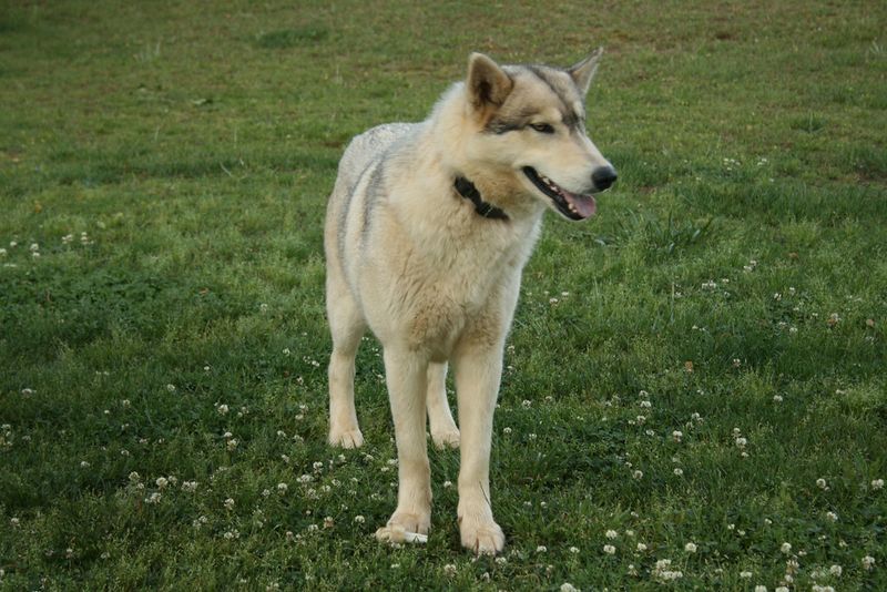 Timber Shepherd