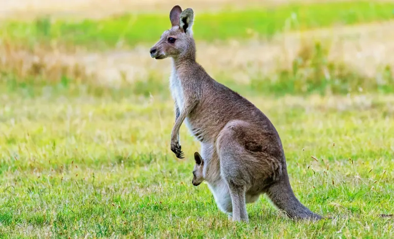 Kangaroos: The Pregnancy Pausers