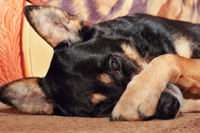 Nail Polish Makes Pups Panic
