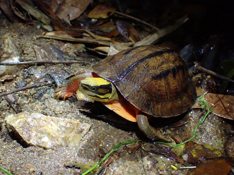 Chinese Three-Striped Box Turtle