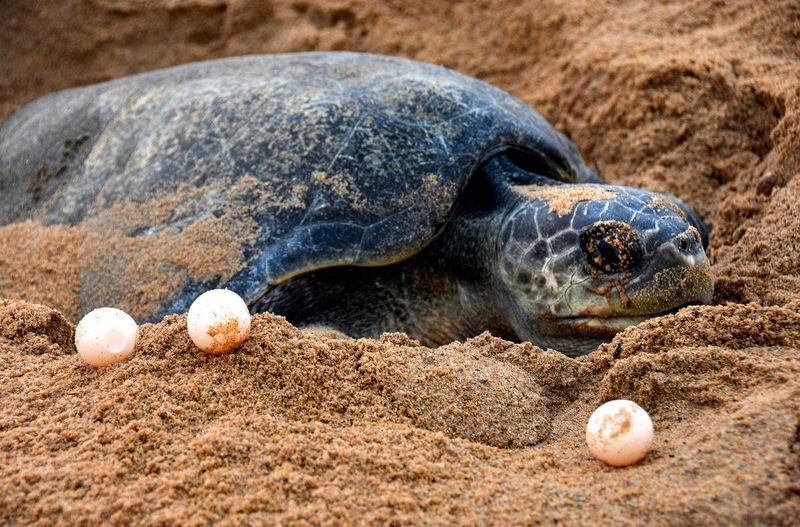 Olive Ridley Turtle
