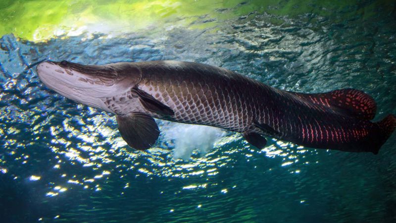 Arapaima