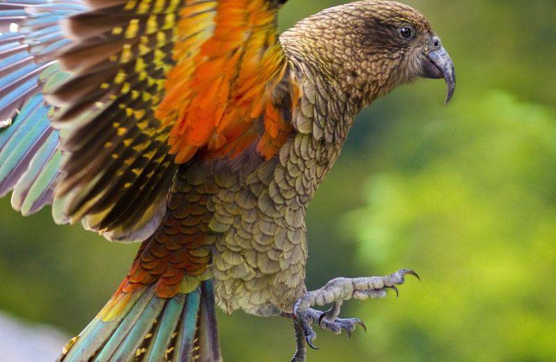 Kea – Alpine Parrot Of New Zealand
