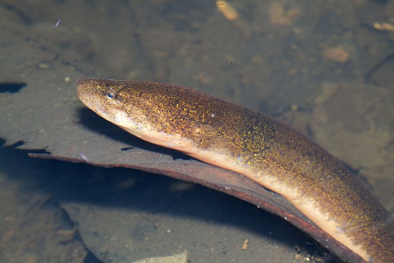 Asian Swamp Eel