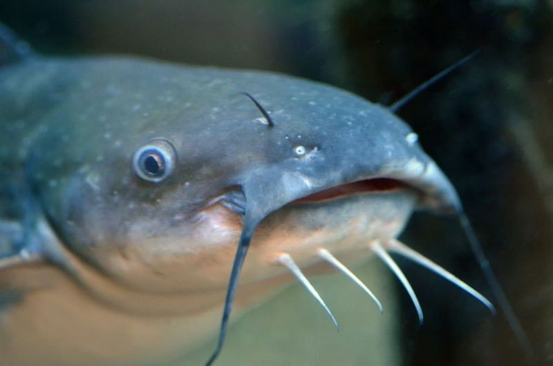 The Eternal Catfish King (1944)