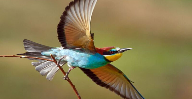All About Bird Wings And Flight Feathers