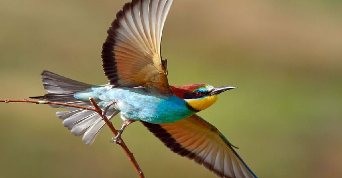 All About Bird Wings And Flight Feathers