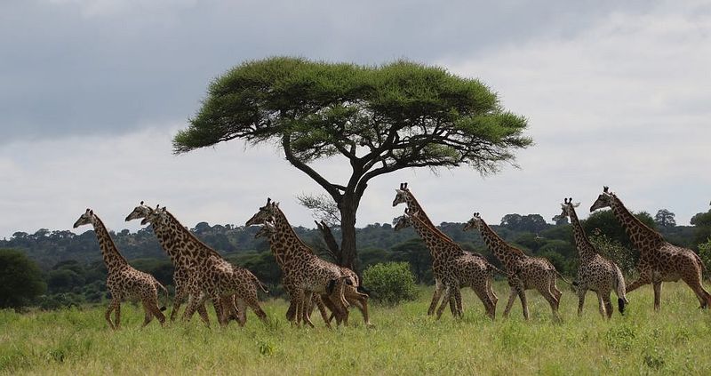Giraffes Don't Have A Lot Of Social Interaction