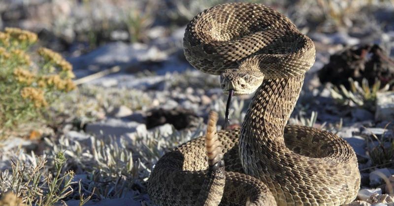 Prairie Rattlesnake – Yellowstone's Only Venomous Snake