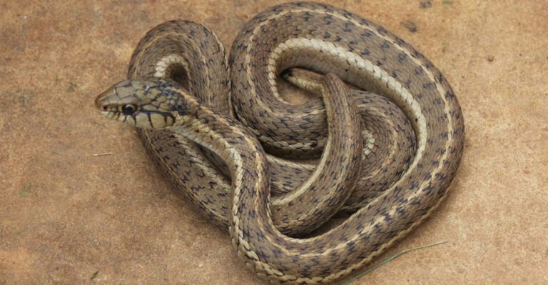 All Snake Species Found In Yellowstone National Park