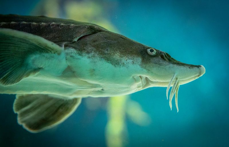 Conservation Success Story
