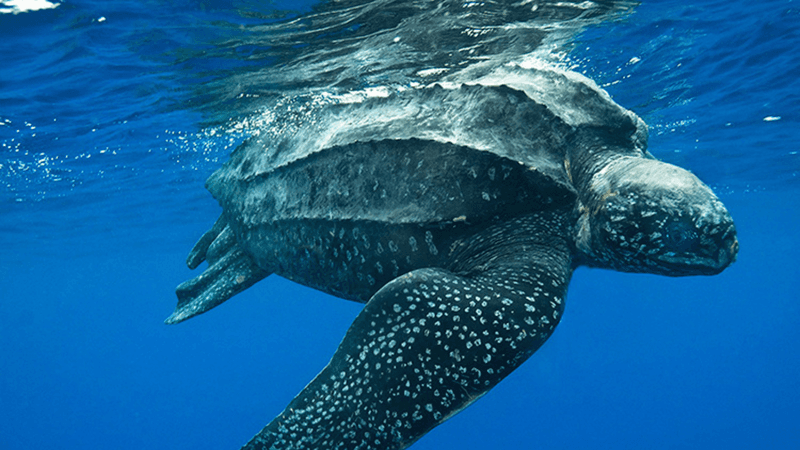 Turtles Can Swim Thousands Of Miles