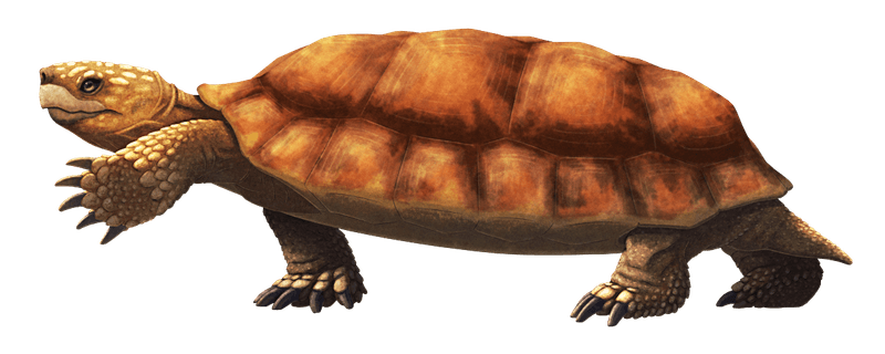 Nanhsiungchelyidae - The Dinosaur-Era Land Giants
