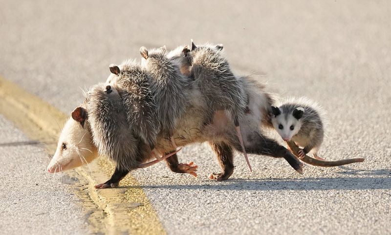 Opossum's Pocket Protection
