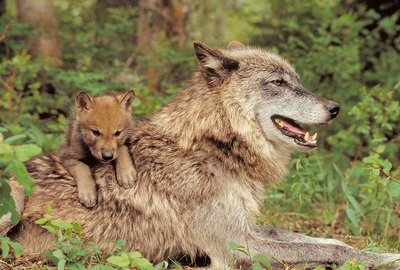 Wolf