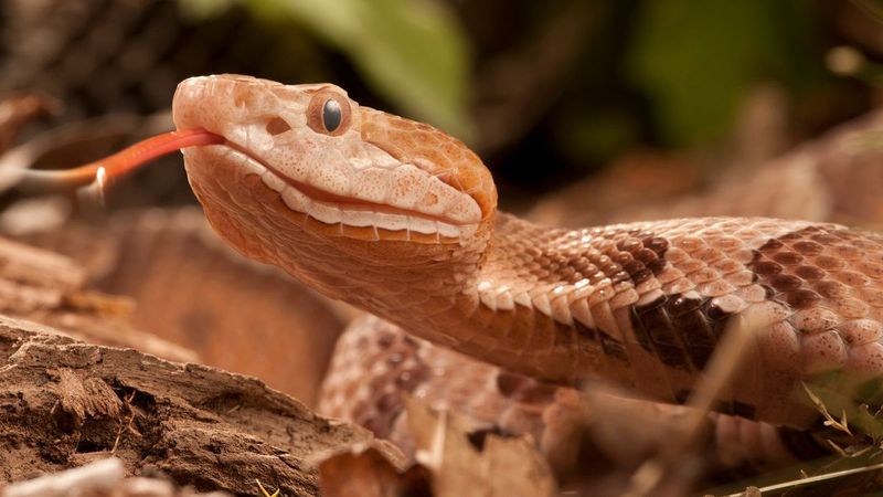 Copperhead Snake
