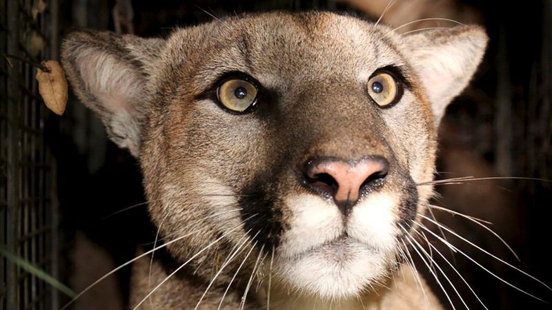 Mountain Lion Attack In California Driveway