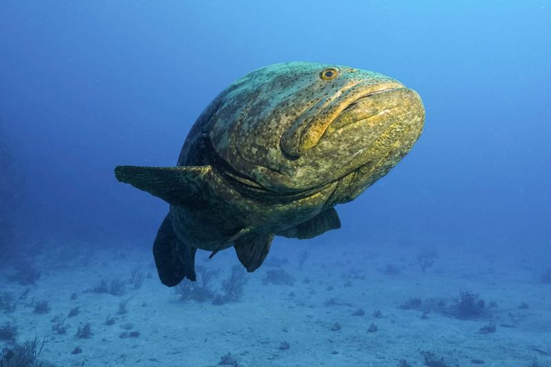 Goliath Grouper: The Reef King