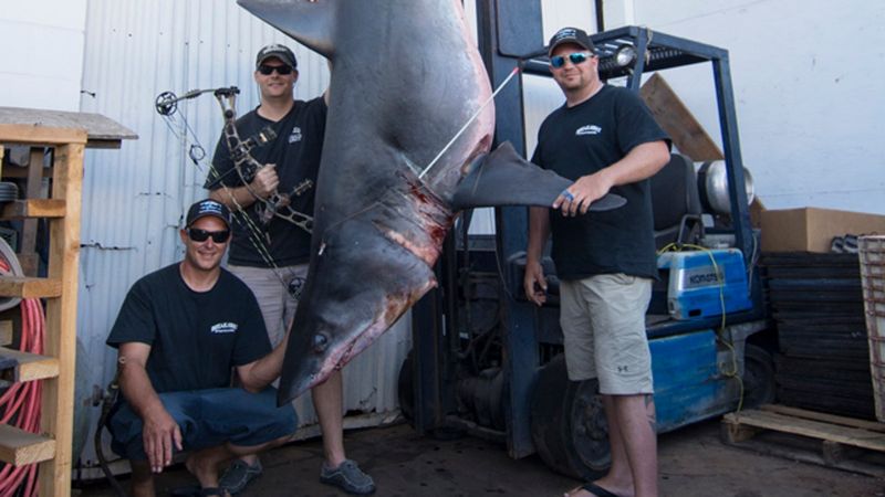 Mako Shark