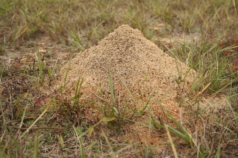 Fire Ants