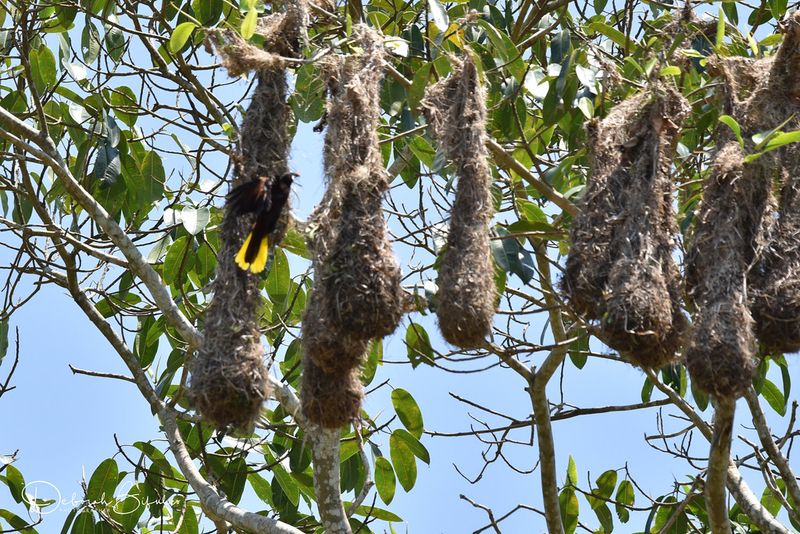 Montezuma Oropendola's Hanging Apartments