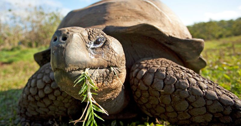 Galápagos Tortoise