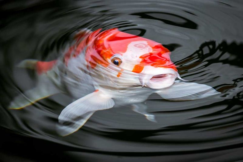 Koi Fish