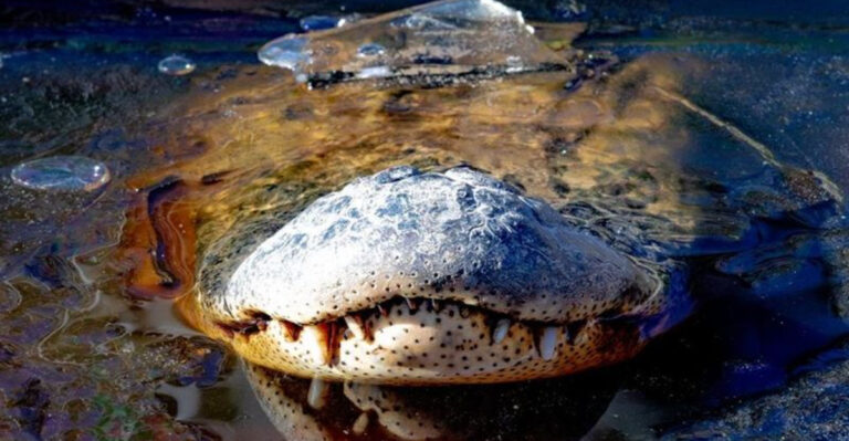Alligator Survival Secrets: How They Thrive Through Winter Without Hibernating