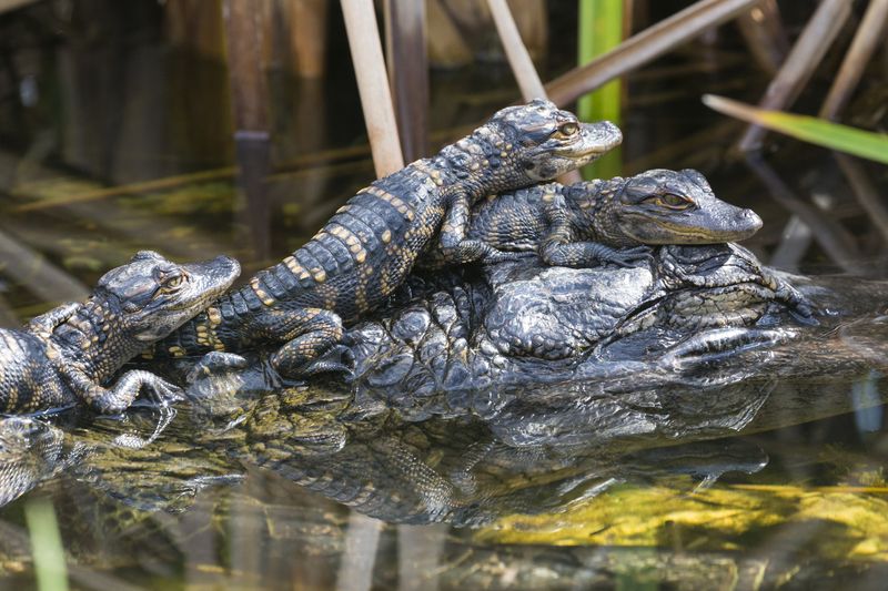 Alligator Wetlands: Nature's Carbon Vaults