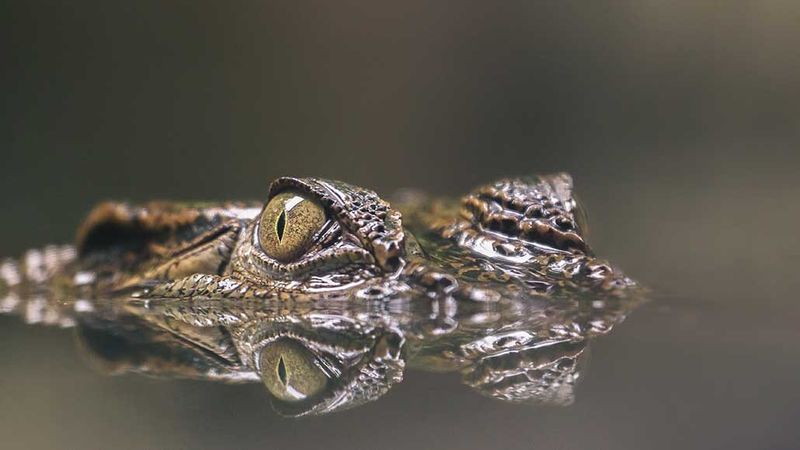 How Alligator Activity Supports Carbon Capture