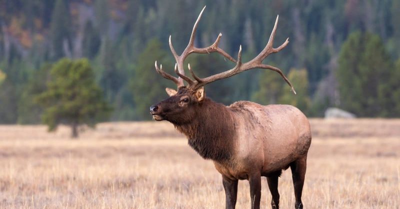 American Elk