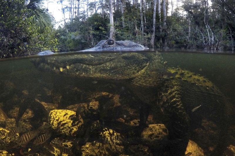 Alligator Movements Boost Carbon Storage