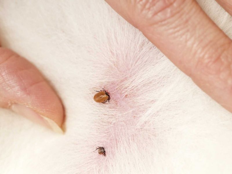 Ticks