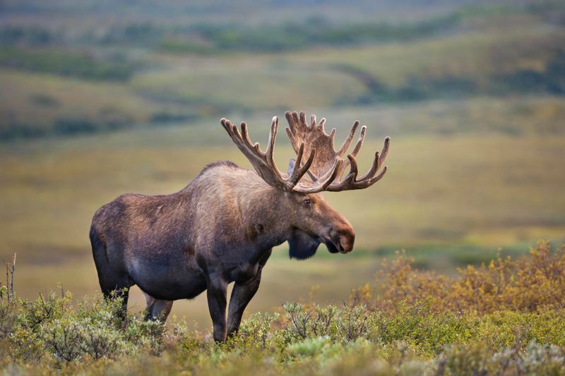 Moose