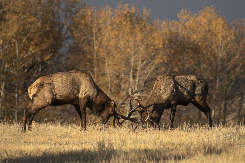 Elk