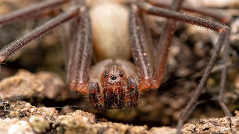 Brown Recluse Spiders