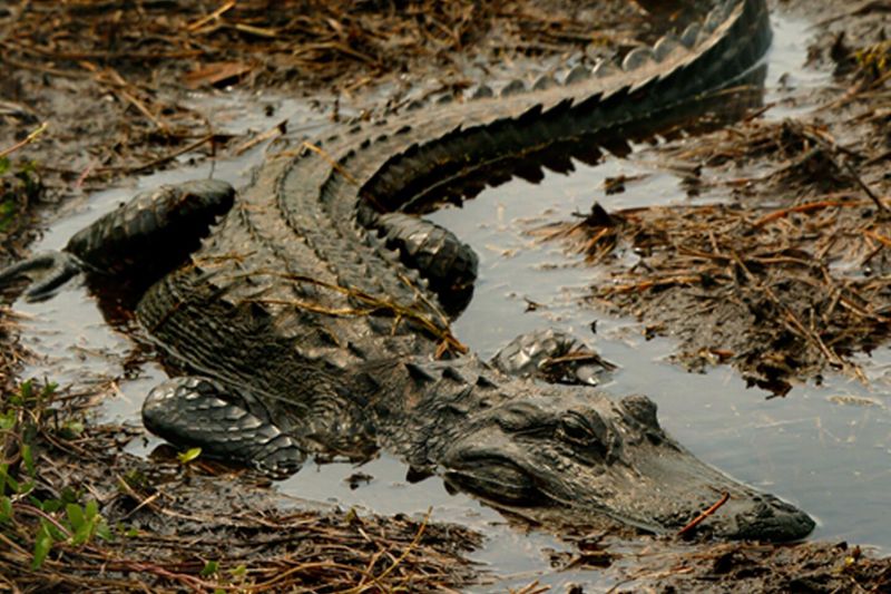 Why Alligator Habitats Are Critical For Carbon Control