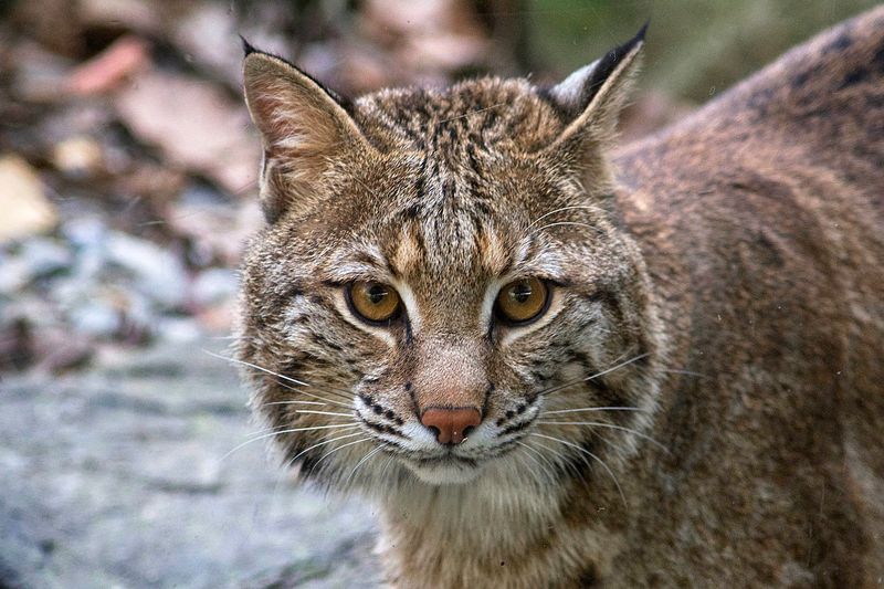 Bobcats Control Disease-Carrying Rodents
