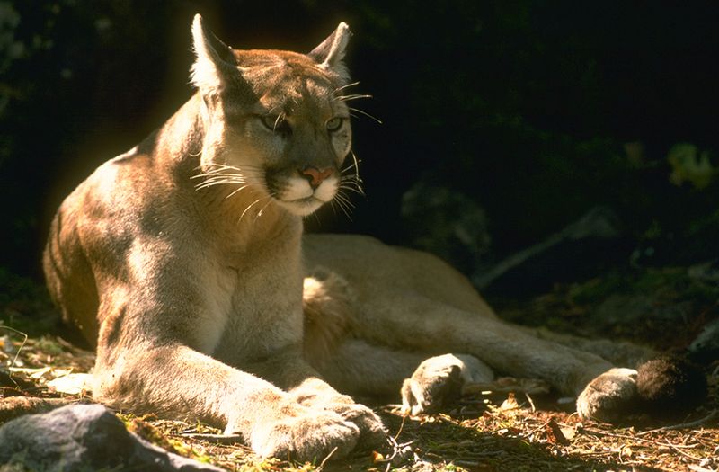 Mountain Lions At Yosemite