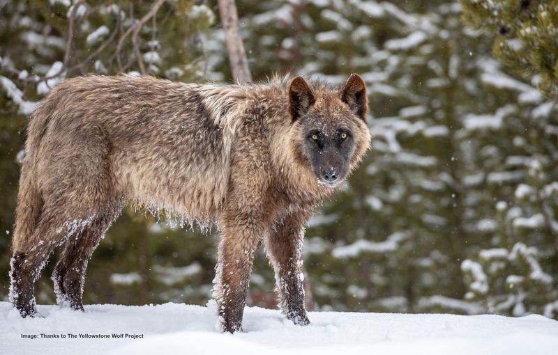Gray Wolves In Yellowstone's Wilderness