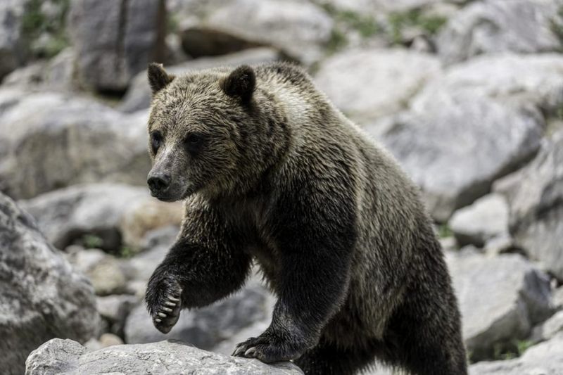 Bears – Powerful Omnivores With Personal Space Issues