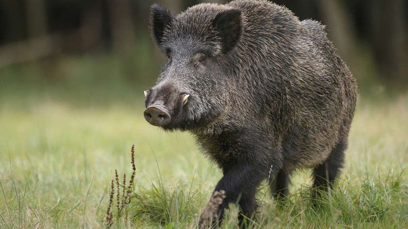 Wild Boars