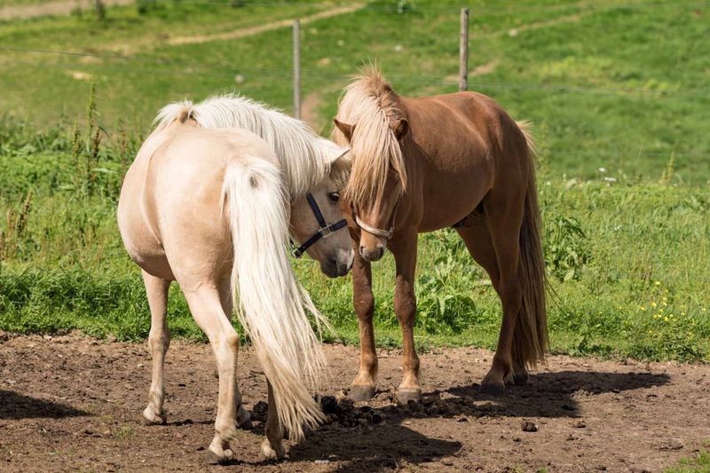 Start With A Single Friendly Horse