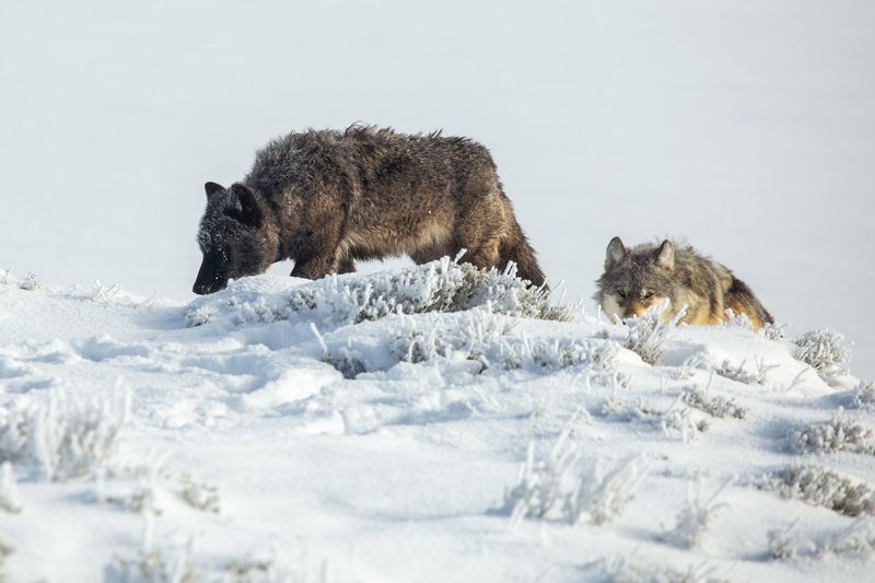Reducing Buffer Zones Around National Parks