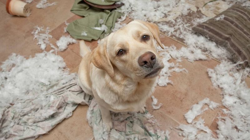 Failing To Adapt To A Dog’s Needs