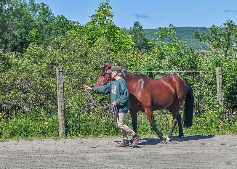 Breathing Techniques For Both Horse And Rider