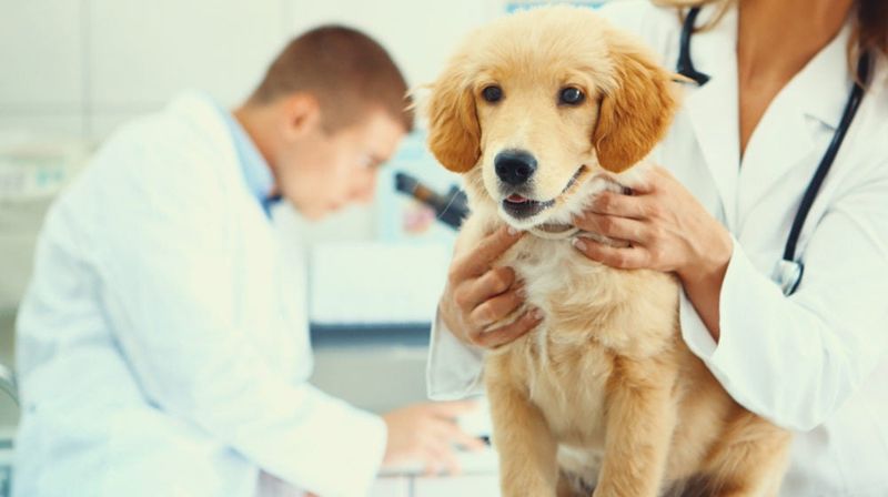 Skipping Vet Visits