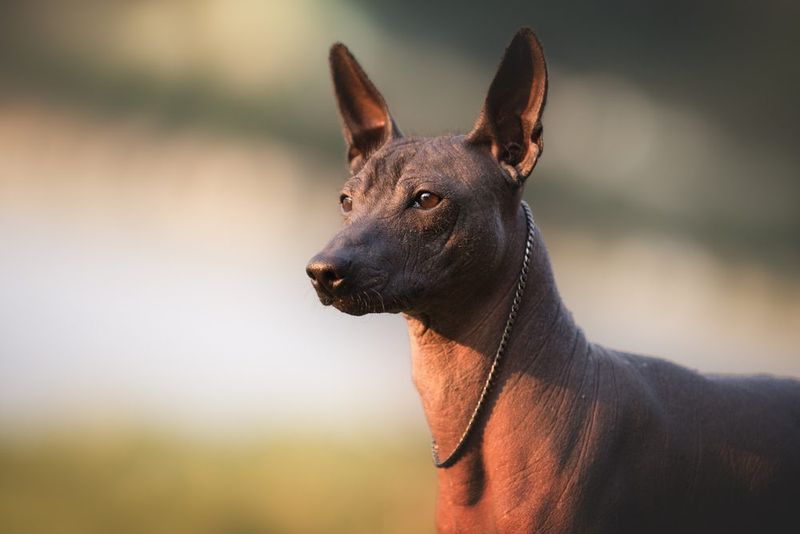 Detached Xoloitzcuintli