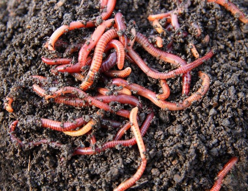Worms: Underground Composting Crew